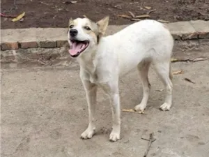 Cachorro raça SRD-ViraLata idade 1 ano nome Nala