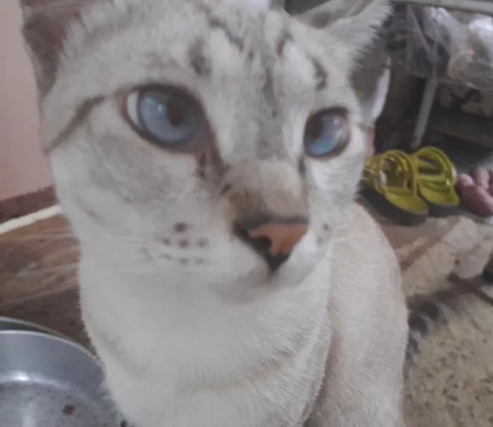 Gato raça SRD-ViraLata idade 1 ano nome Ricky