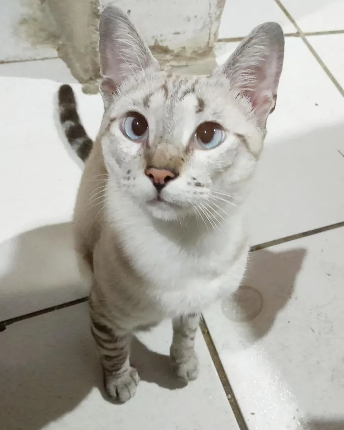 Gato raça SRD-ViraLata idade 1 ano nome Ricky