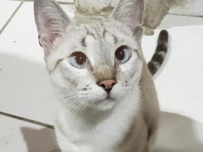Gato raça SRD-ViraLata idade 1 ano nome Ricky