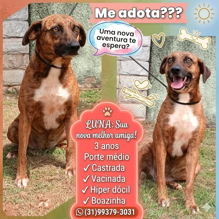 Cachorro raça SRD-ViraLata idade 3 anos nome Luna