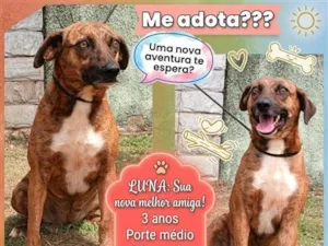 Cachorro raça SRD-ViraLata idade 3 anos nome Luna