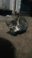 Maggie