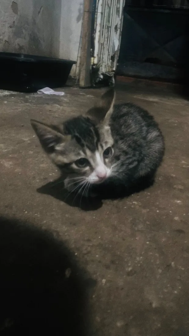 Gato raça SRD-ViraLata idade 2 a 6 meses nome Maggie