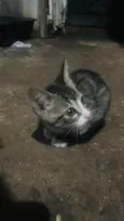 Maggie