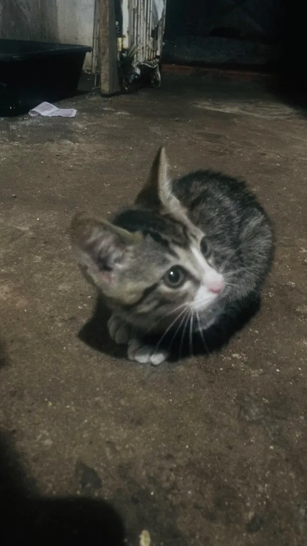 Gato raça SRD-ViraLata idade 2 a 6 meses nome Maggie