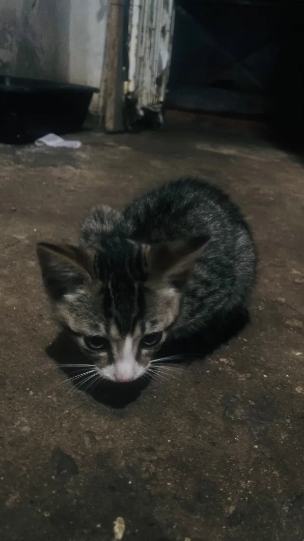 Gato raça SRD-ViraLata idade 2 a 6 meses nome Maggie