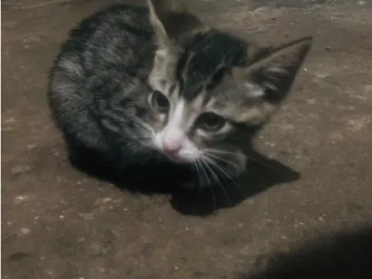 Gato raça SRD-ViraLata idade 2 a 6 meses nome Maggie