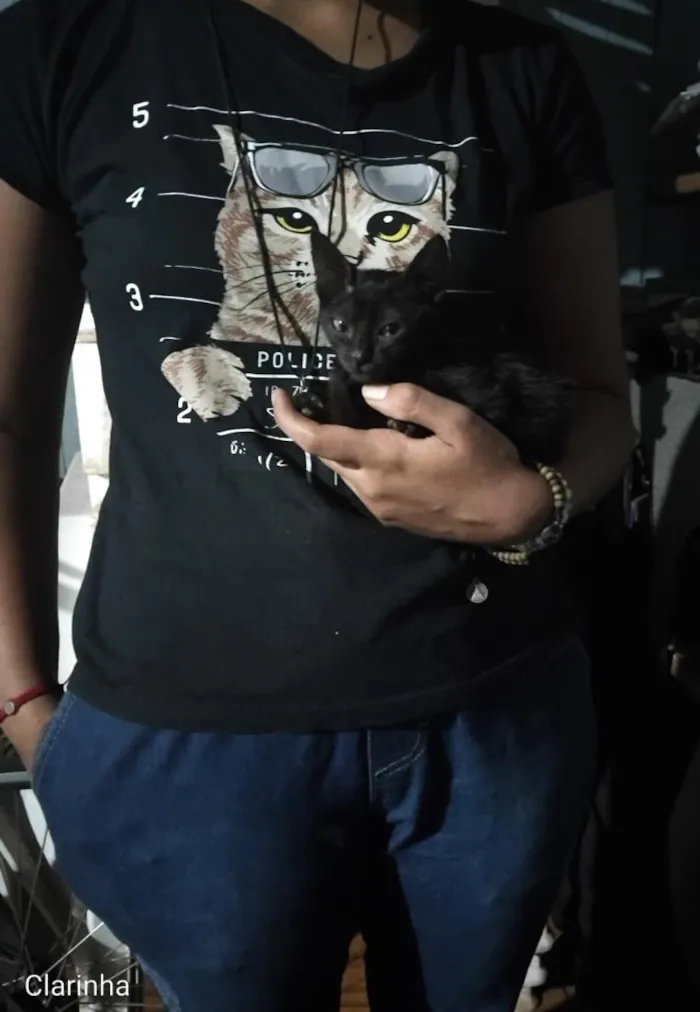 Gato raça SRD-ViraLata idade 2 anos nome Clarinha 