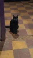 morceguinha