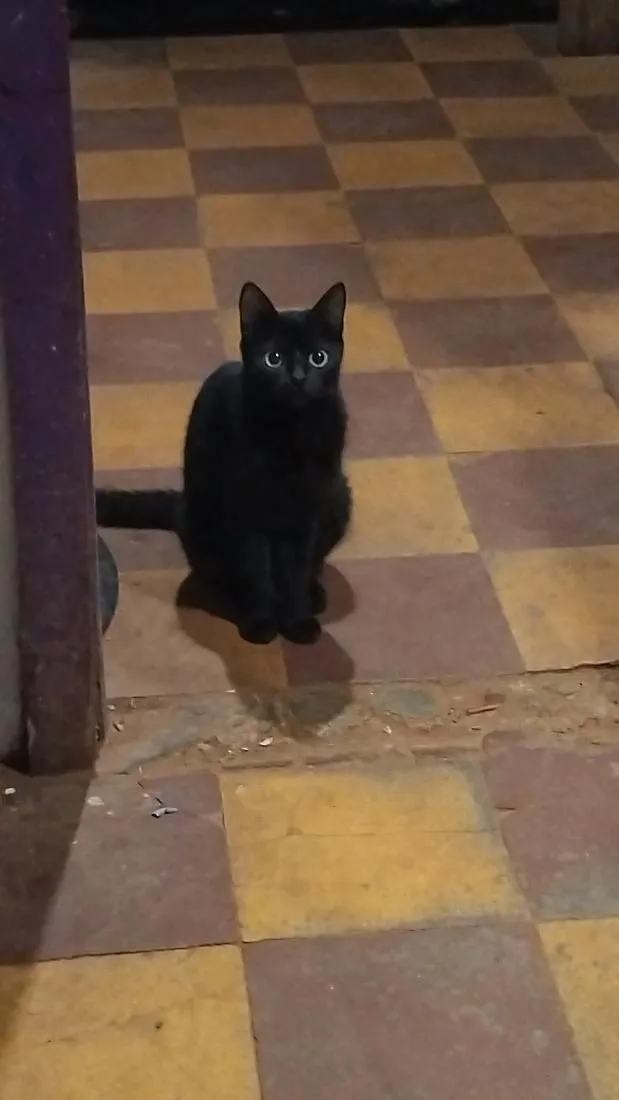 Gato raça SRD-ViraLata idade 6 ou mais anos nome morceguinha