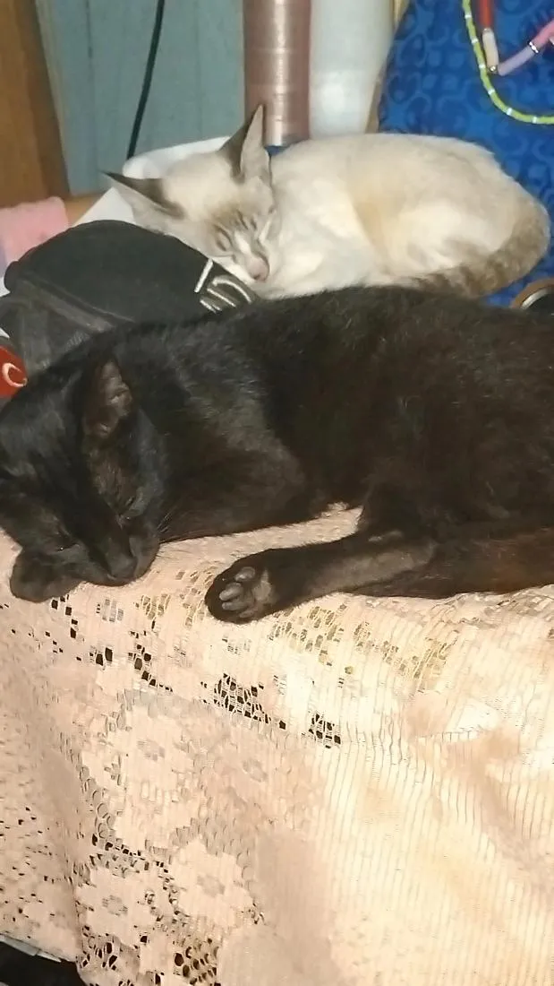 Gato raça SRD-ViraLata idade 6 ou mais anos nome morceguinha