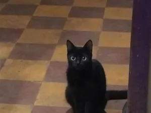 Gato raça SRD-ViraLata idade 6 ou mais anos nome morceguinha