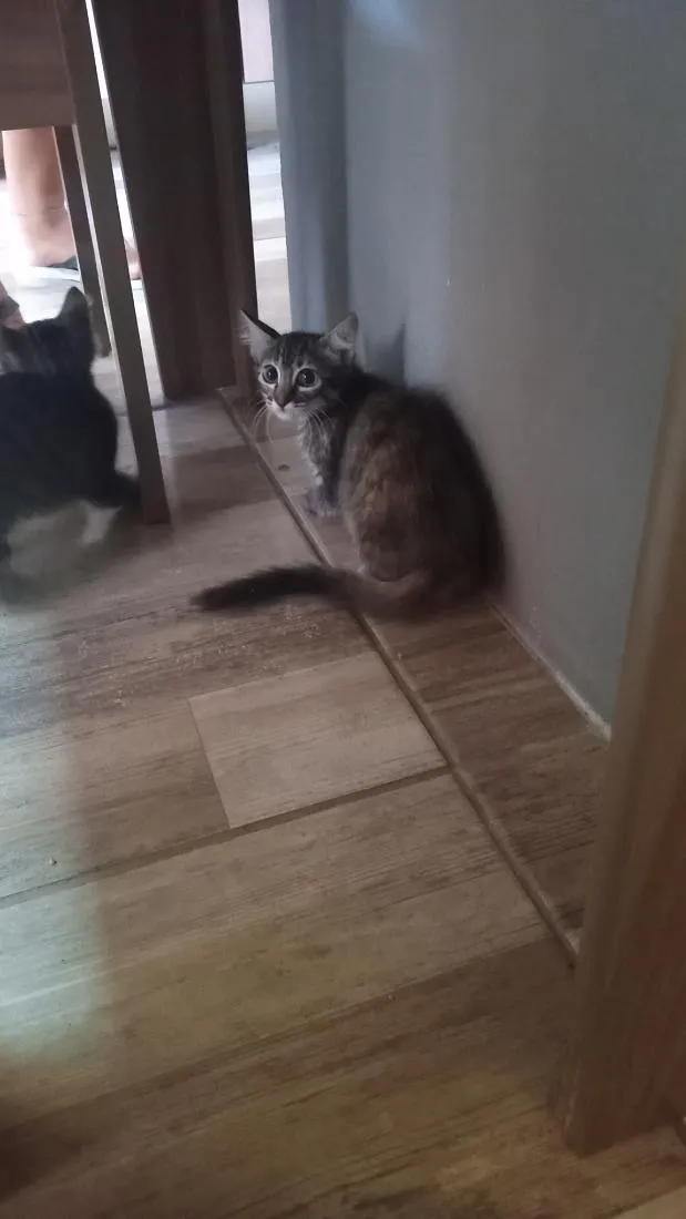 Gato raça SRD-ViraLata idade 2 a 6 meses nome Félix 