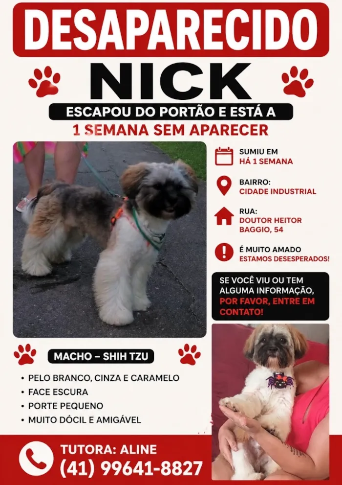 Cachorro raça Shitzu idade 1 ano nome Nick