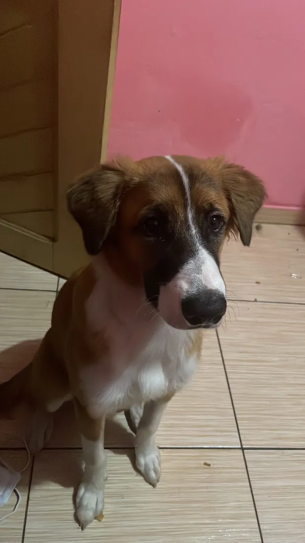 Cachorro raça SRD-ViraLata idade 7 a 11 meses nome Apollo
