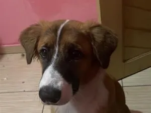 Cachorro raça SRD-ViraLata idade 7 a 11 meses nome Apollo