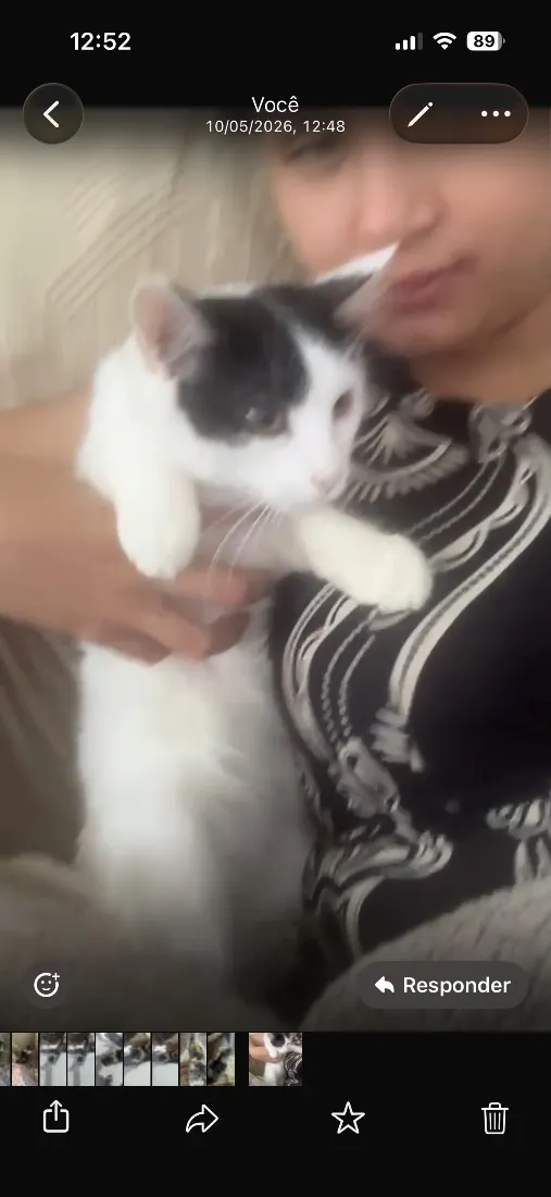 Gato raça SRD-ViraLata idade 2 a 6 meses nome Francisco 