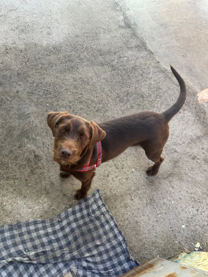 Cachorro raça SRD-ViraLata idade 7 a 11 meses nome Scooby