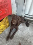 Scooby