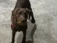 Scooby