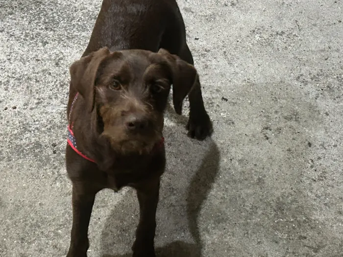 Cachorro raça SRD-ViraLata idade 7 a 11 meses nome Scooby