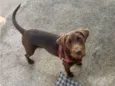 Scooby