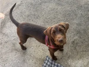 Cachorro raça SRD-ViraLata idade 7 a 11 meses nome Scooby