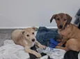 mel e urso