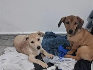 Cachorro raça SRD-ViraLata idade 2 a 6 meses nome mel e urso