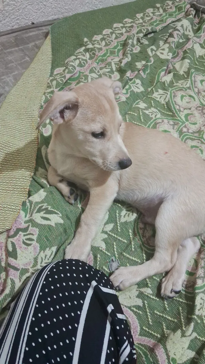 Cachorro raça SRD-ViraLata idade 2 a 6 meses nome mel e urso