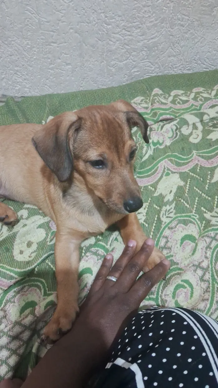 Cachorro raça SRD-ViraLata idade 2 a 6 meses nome mel e urso