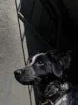 Fumaça 