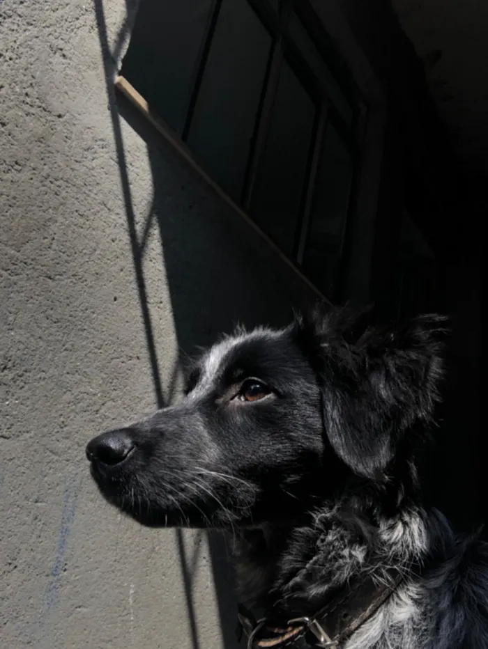 Cachorro raça SRD-ViraLata idade 1 ano nome Fumaça 