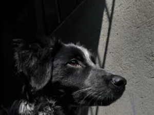 Cachorro raça SRD-ViraLata idade 1 ano nome Fumaça 