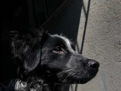 Cachorro raça SRD-ViraLata idade 1 ano nome Fumaça 