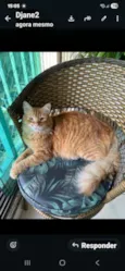 Simba