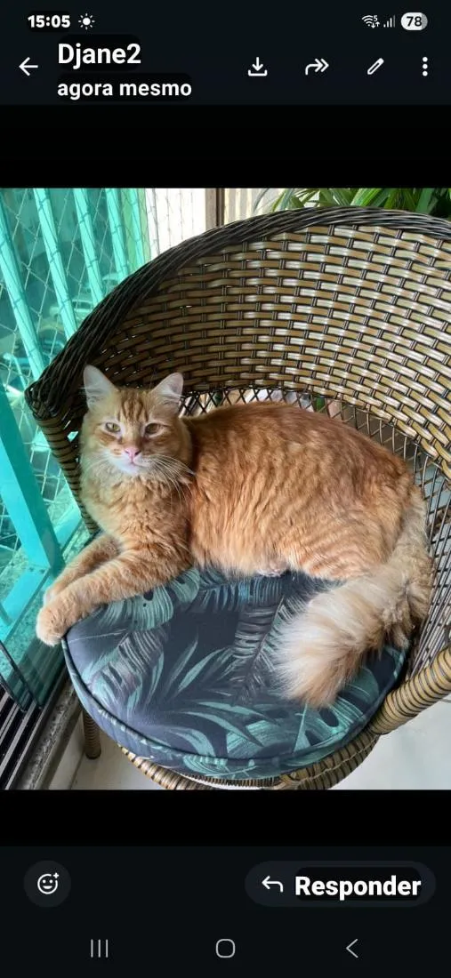 Gato raça SRD-ViraLata idade 6 ou mais anos nome Simba