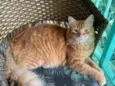 Simba