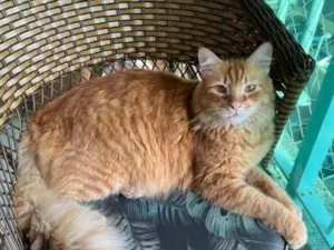 Gato raça SRD-ViraLata idade 6 ou mais anos nome Simba