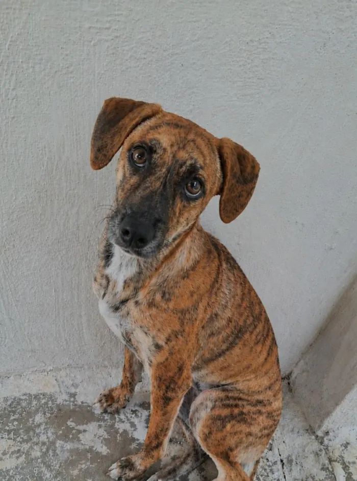 Cachorro raça SRD-ViraLata idade 1 ano nome Spike,  Luna e Pandora
