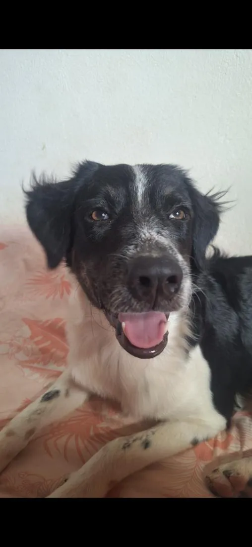 Cachorro raça SRD-ViraLata idade 1 ano nome Spike,  Luna e Pandora