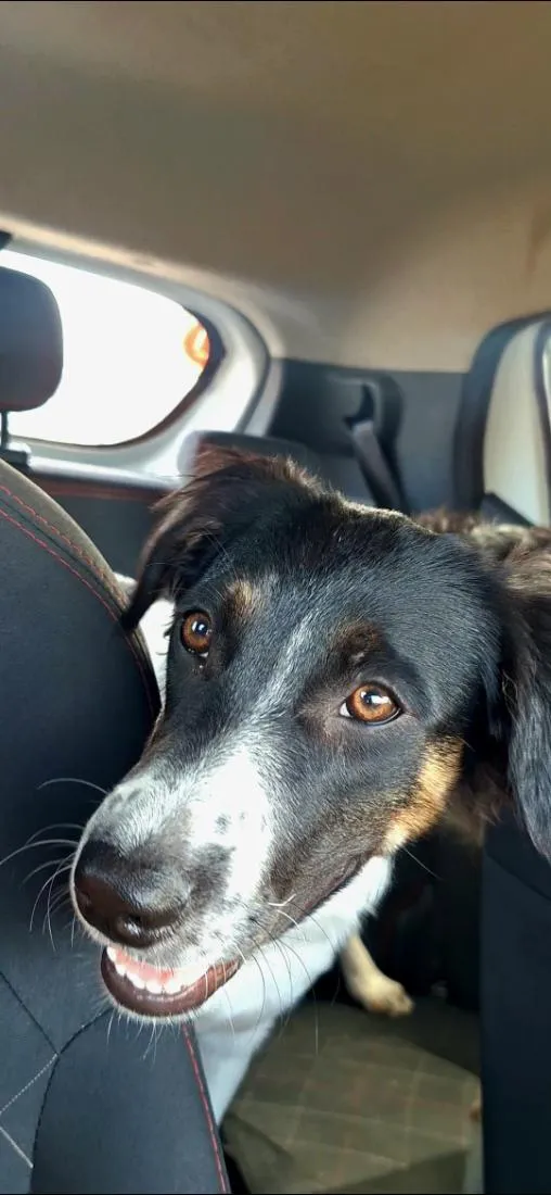 Cachorro raça SRD-ViraLata idade 1 ano nome Spike,  Luna e Pandora