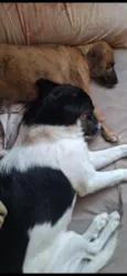 Spike,  Luna e Pandora