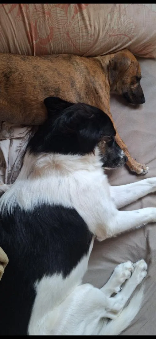 Cachorro raça SRD-ViraLata idade 1 ano nome Spike,  Luna e Pandora