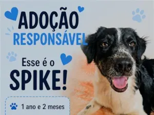 Cachorro raça SRD-ViraLata idade 1 ano nome Spike,  Luna e Pandora
