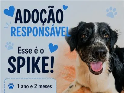 Cachorro raça SRD-ViraLata idade 1 ano nome Spike,  Luna e Pandora