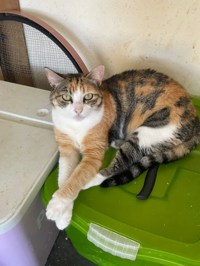 Gato raça SRD-ViraLata idade 3 anos nome Griffe