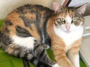 Gato raça SRD-ViraLata idade 3 anos nome Griffe
