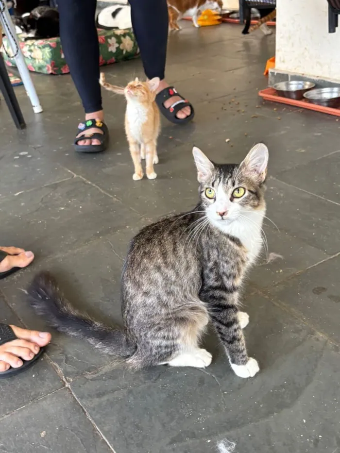 Gato raça SRD-ViraLata idade 7 a 11 meses nome Kyle